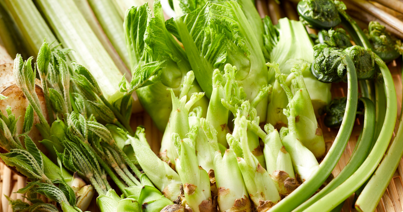 コシアブラ：山菜の女王に匹敵する、春の味覚