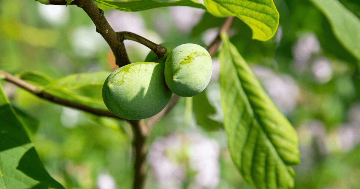 種から始めるポポー栽培：トロピカルフルーツを自宅で育てる方法
