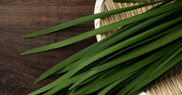 ニラの栄養を徹底解剖！効果効能から保存方法、おすすめレシピまで