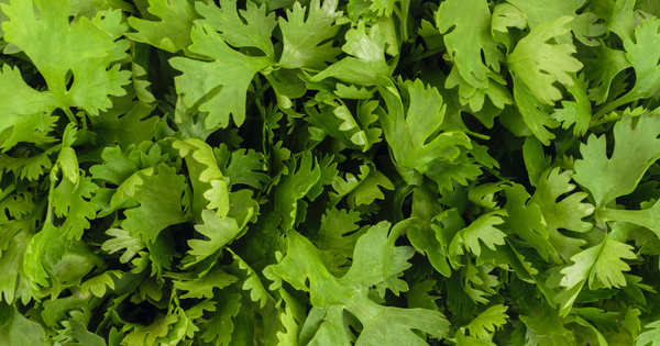 捨てたら損！パクチーの根っこ活用術：風味を最大限に引き出す方法