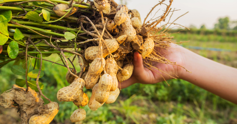 落花生の種まき時期：初心者でも失敗しない栽培方法と時期を徹底解説！