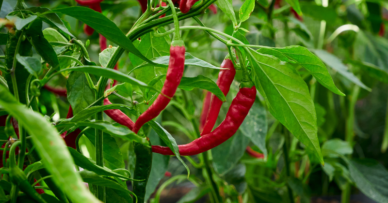 トウガラシ栽培：家庭菜園で楽しむピリ辛ライフ！初心者でも簡単、栽培のコツと活用術