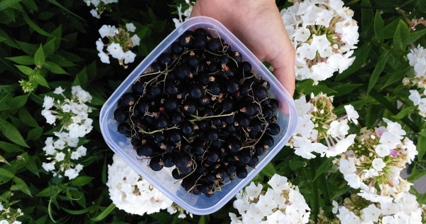 【自家栽培】カシスを自宅で！特徴と育て方のポイントを解説