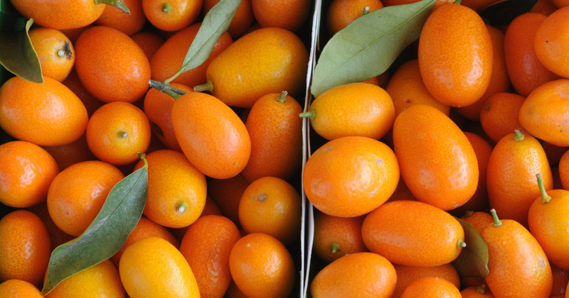 金柑（きんかん）の食べ方完全ガイド！基本から人気レシピ、保存方法まで