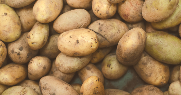 ジャガイモとは？知られざる魅力と栄養、調理法を徹底解説