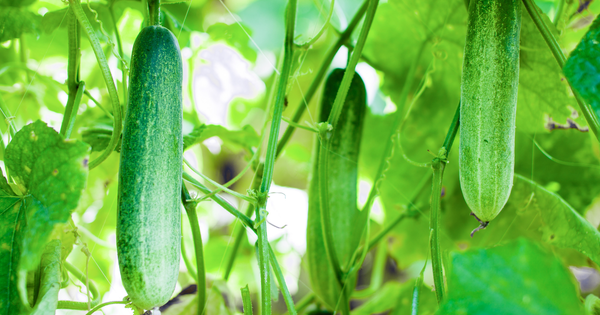 きゅうり長持ち保存術：冷蔵・冷凍で新鮮さキープ！プロ直伝の裏技も