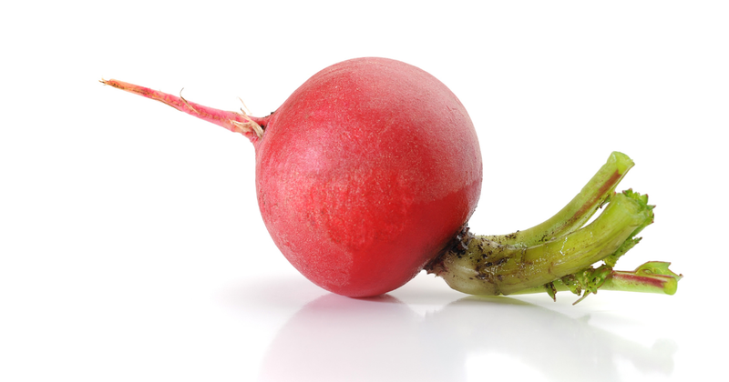 はつか大根、収穫適期を見極めて食卓を彩る！初心者でも失敗しない収穫方法と栽培のコツ