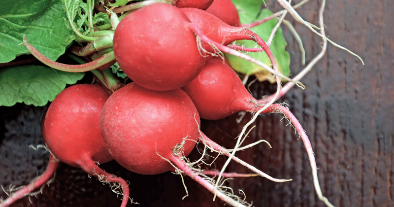 プランター菜園の入門に最適！ラディッシュ栽培で食卓を彩ろう