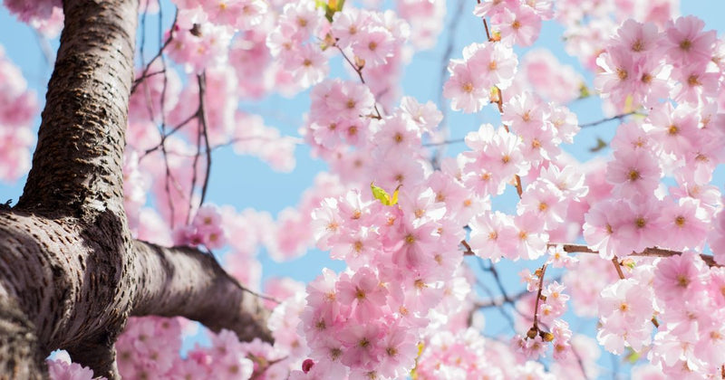 さくらんぼの木と桜の木：知っておきたい違いとは？