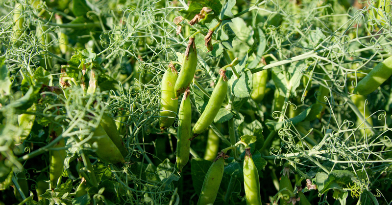 スナップエンドウの下処理完全ガイド：シャキシャキ食感を引き出すコツと簡単レシピ