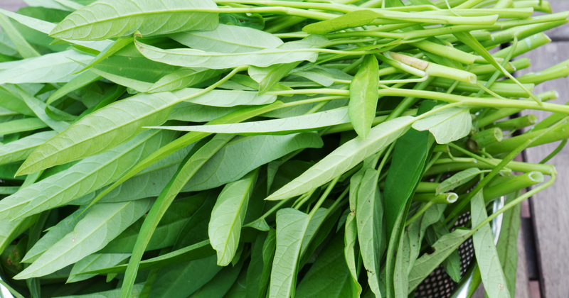 空芯菜（クウシンサイ）徹底ガイド：栄養満点レシピから栽培方法まで