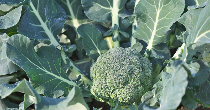 【家庭菜園】ブロッコリー栽培で失敗しない！種まきから収穫までの育て方を徹底解説