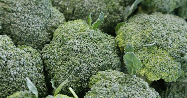 冷凍ブロッコリー 解凍 水っぽい