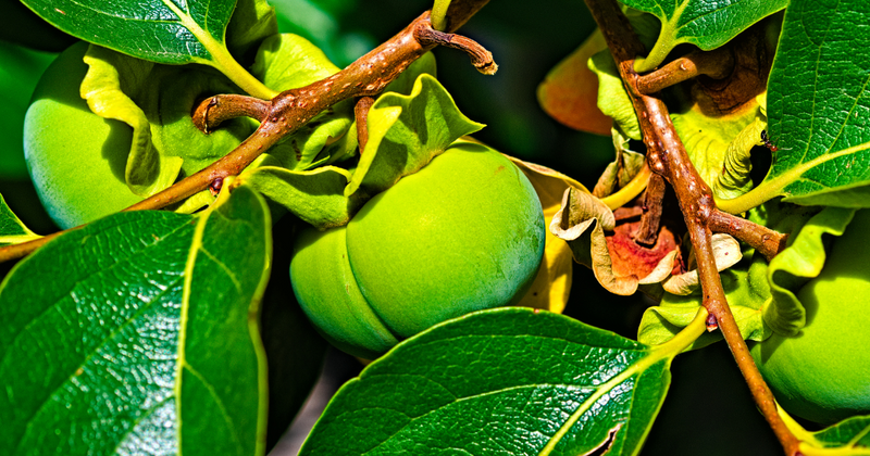 青い柿は本当に毒？安全に美味しく食べるための知識と注意点