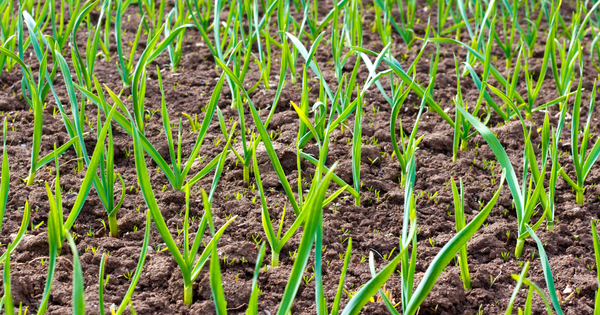にんにくの芽 食べ過ぎ