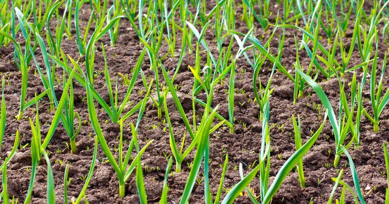 にんにくの芽 食べ過ぎ