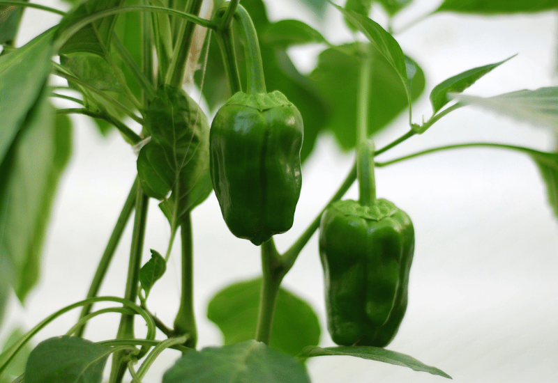 もう迷わない！ピーマン下処理の完全ガイド