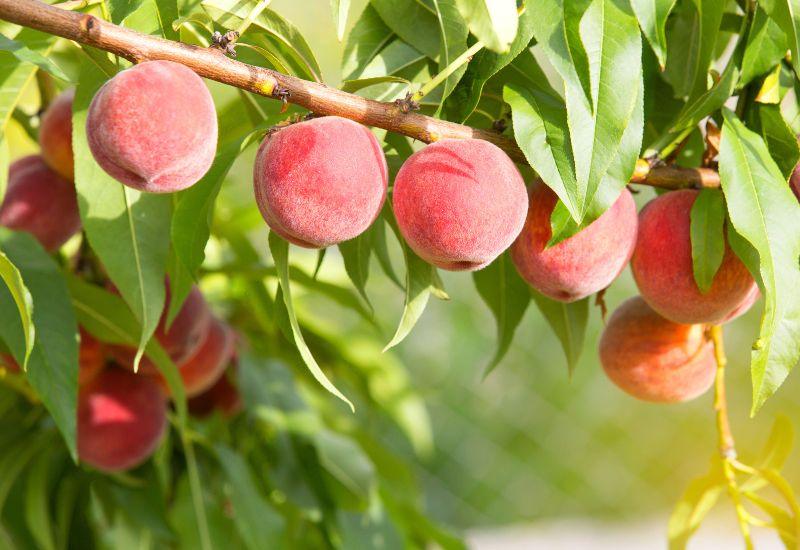 桃 の 種類 - スイーツモール