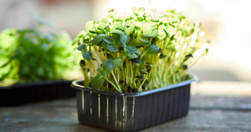 ブロッコリー スプラウト 冷凍