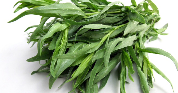 タラゴンとは？風味、種類、歴史から活用レシピまで徹底解説