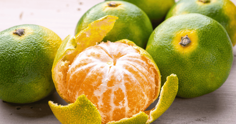 三ヶ日みかん：旬の時期と美味しさの秘密