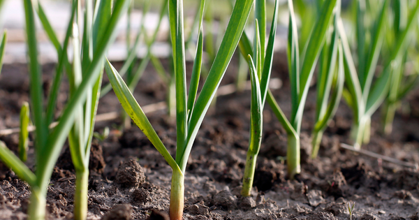 家庭菜園でニンニク栽培：植え付けから収穫、長期保存までの完全ガイド