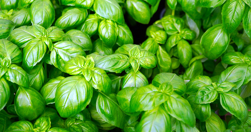 バジルの種まき時期：初心者でも失敗しない栽培方法と育て方のコツ