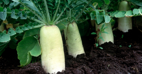 大根を長持ちさせる農家の保存方法：鮮度を保つ秘訣と季節別テクニック