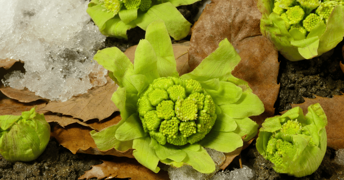 ふきのとうの保存方法｜風味を保つコツと乾燥対策を徹底解説