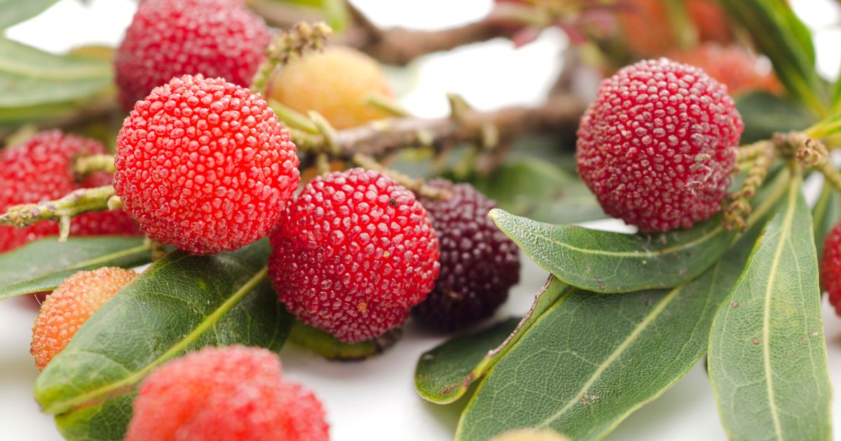 ヤマモモの実の食べ方：甘酸っぱい旬の味覚を堪能しよう！