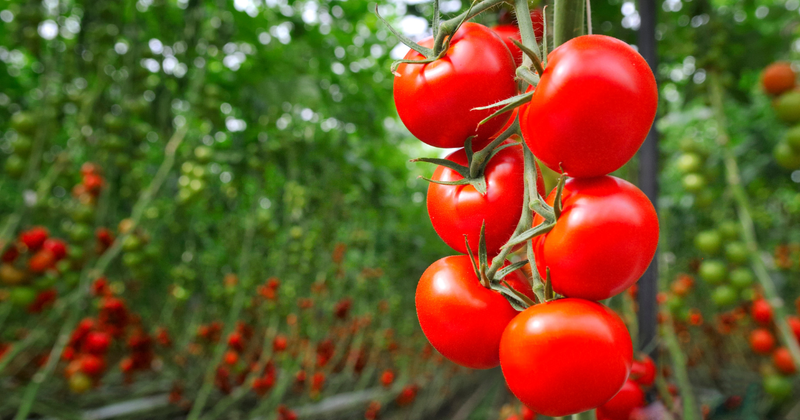 初心者でも簡単！甘くて美味しいトマト苗の育て方完全ガイド