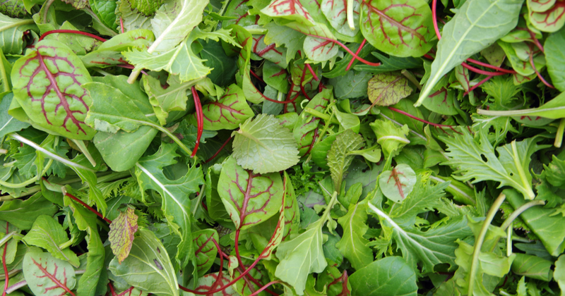 ベビーリーフの育て方：初心者でも失敗しない栽培のコツを徹底解説