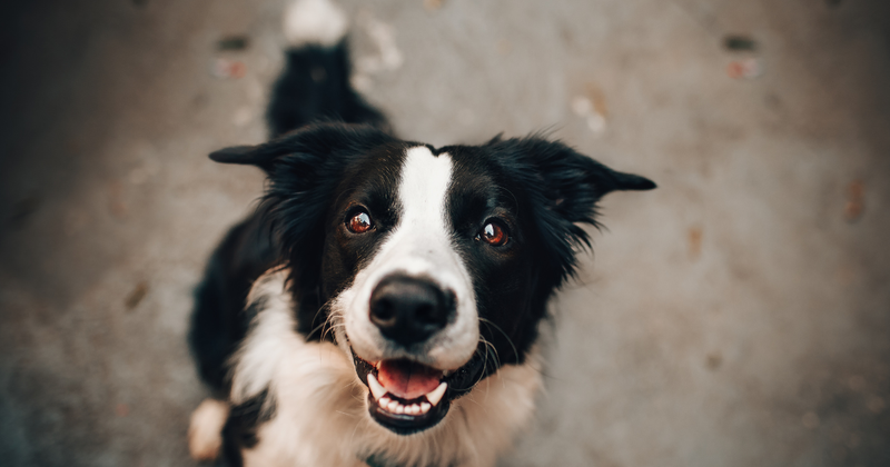 犬にメロンは大丈夫？愛犬と楽しむための安全ガイド