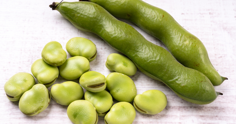 家庭菜園で楽しむ！ソラマメ栽培の完全ガイド：初心者でも失敗しない育て方