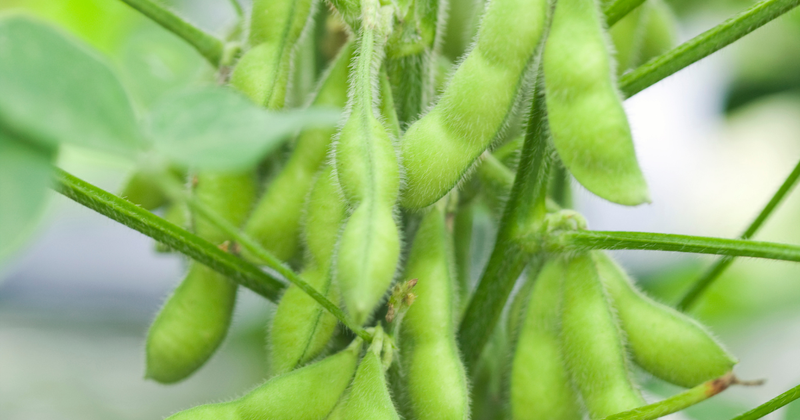 家庭菜園で楽しむ！枝豆栽培の基本とコツ：初心者でも安心の育て方