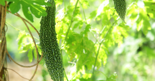 ゴーヤでつくる、涼やかグリーンカーテン：育て方から収穫まで完全ガイド