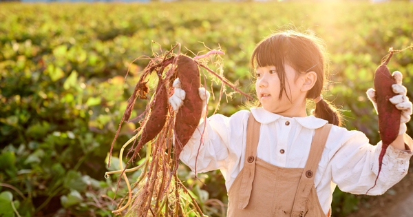 サツマイモ収穫タイミングを見極める！最高の甘さを引き出す秘訣