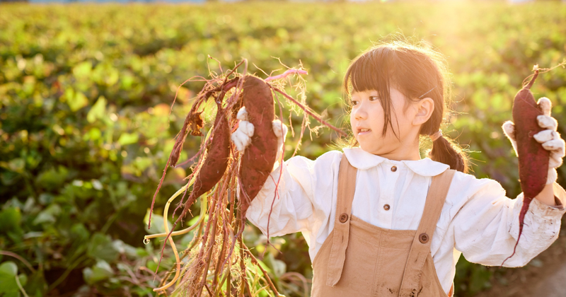 サツマイモ収穫タイミングを見極める！最高の甘さを引き出す秘訣