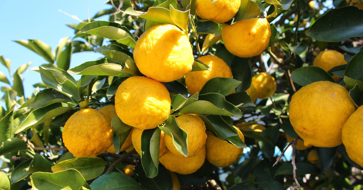 柚子の品種：香りの個性を知る