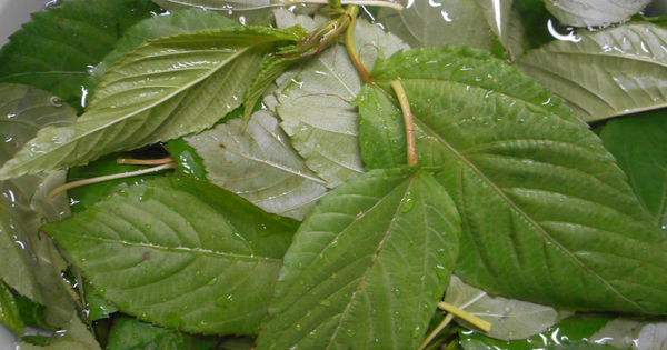 モロヘイヤの茎まで美味しく！栄養満点活用レシピと下処理のコツ