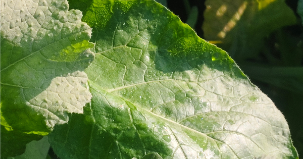 蕾菜（つぼみな）徹底ガイド！栄養、選び方、保存方法から栽培方法、絶品レシピまで