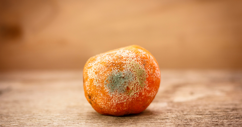 みかんにカビが生えた！食べたらどうなる？安全な見分け方と保存方法を徹底解説