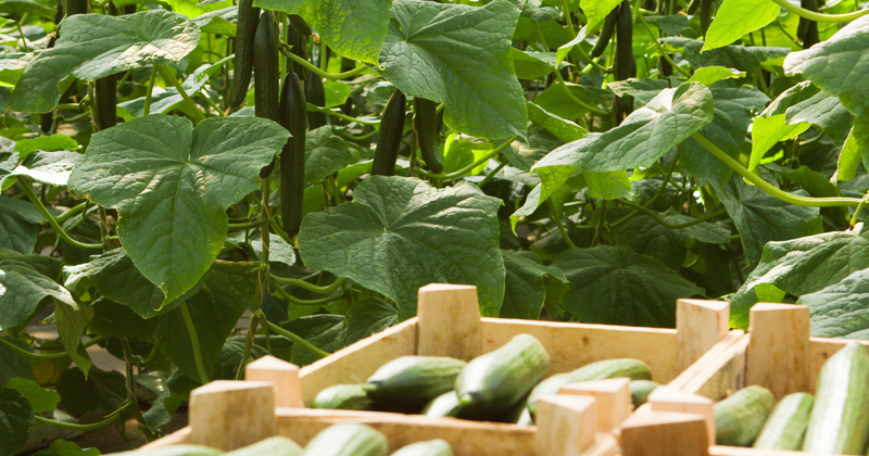 キュウリ栽培：わき芽処理で収穫量アップ！初心者向け育て方ガイド
