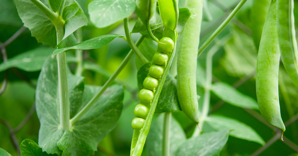 エンドウ豆栽培完全ガイド：初心者でも失敗しない育て方