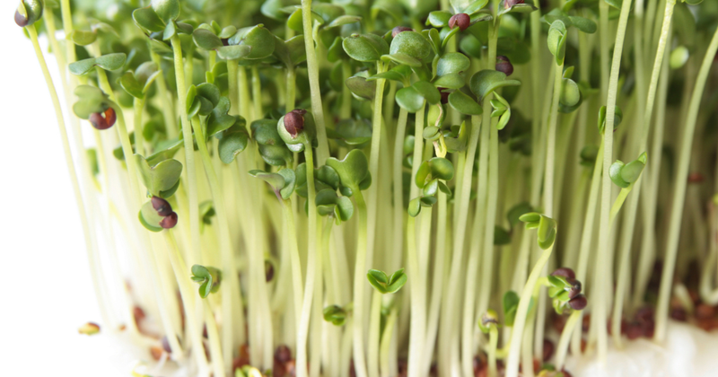 ブロッコリースプラウト：手軽に始める最強のスーパーフード、その驚くべき効果と活用法