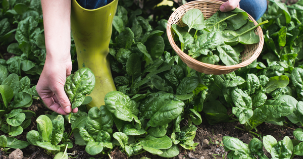 初心者でも簡単！おすすめ家庭菜園33選｜プランター栽培で新鮮野菜を収穫