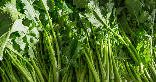 のらぼう菜栽培：特徴から育て方、旬、栄養、絶品レシピまで徹底解説