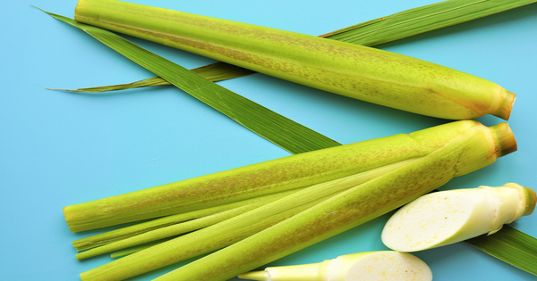 マコモダケの旬：美味しさを見極める収穫時期と調理法