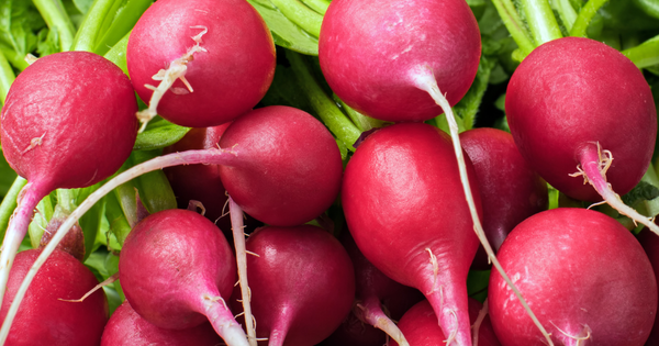 捨てないで！ラディッシュの葉っぱは栄養満点！美味しく食べる活用レシピと保存方法