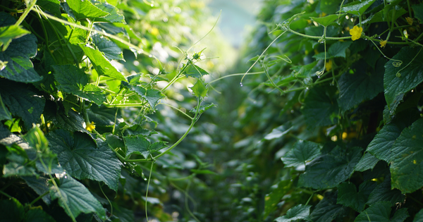 きゅうりの葉っぱが黄色くなる原因と対策：病気、栄養不足、生育環境の見直し